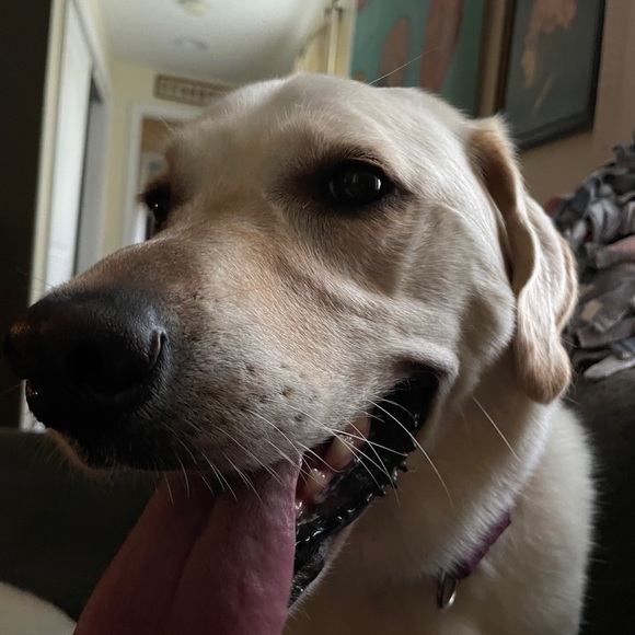 Meet your Posher, Sulyn - Picture 5 of 7